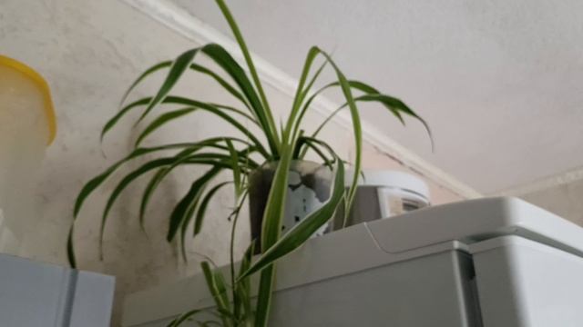 Панкейки на молоке🥞 Убираю пасхальный декор🐣 Вечерняя уборка на кухне🫖