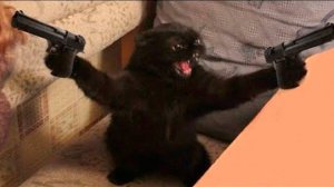 Новые самые смешные видео с кошками и собаками 😁 Лучшие смешные видео с животными 2025 года 😁9