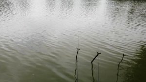 Рыбалка у дома в августе