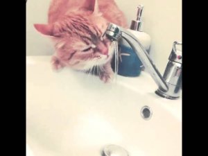 Vlog. Муся пьет воду. Кошка пьет из крана.