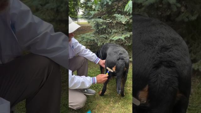 КАК ПРАВИЛЬНО ВЫЧЕСЫВАТЬ СОБАКУ?