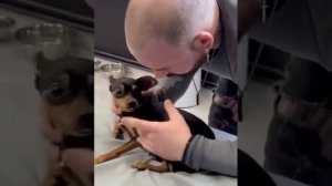 Собачий костоправ