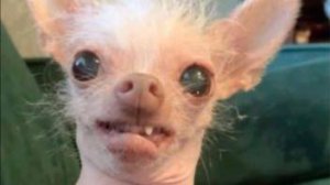 Самое смешное с Тик-Тока #2...#лучшие видео#видео#видео бесплатно