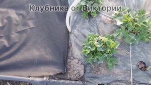 Очистка клубники от старой листвы/ Как побороть сорня?