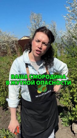 Ваша смородина в жуткой опасности из-за этого!