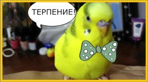 Как научить попугая купаться? Как искупать волнистого попугая? Приветы от попугая Чики ❤