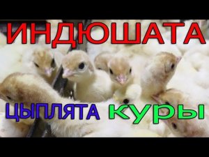 Много индюшат, цыплят, кур | Породы кур в нашем хозяйстве