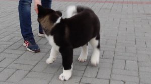 Алиенс Бьюти Колиста