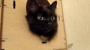 Кошка -  водитель маршрутки