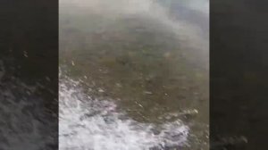 Лодка Выдра Шерпа 500 mercury 40 TMC. Спуск по Буотаме июль 2020