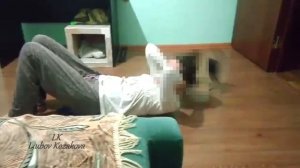 Чихуахуа/Проделки чихуахуа (207)/Подборка проделок