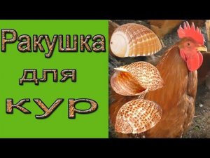 Ракушка для кур. Ракушка кормовая для кур