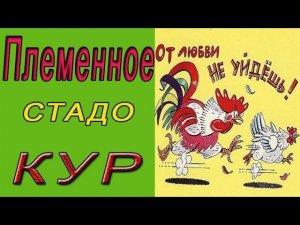 Родительское стадо. Как выращивают курей