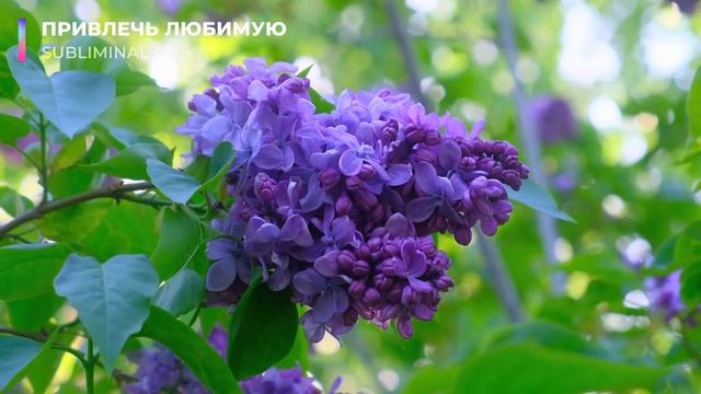 Привлечь любимую. Привлечь избранницу. [не магия] Скрытые аффирмации. Саблиминал.
