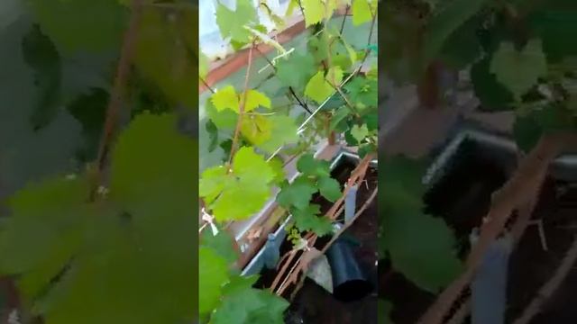 выращивание винограда в теплице