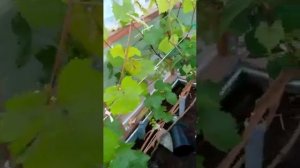 выращивание винограда в теплице