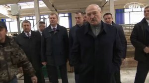 Лукашенко: что у тебя с этой коровой? Это ненормально!