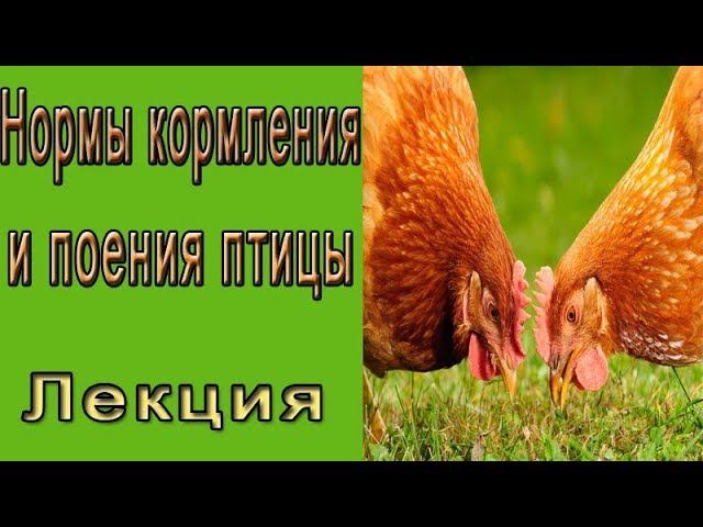 Нормы кормления и поения птицы.  Лекция.