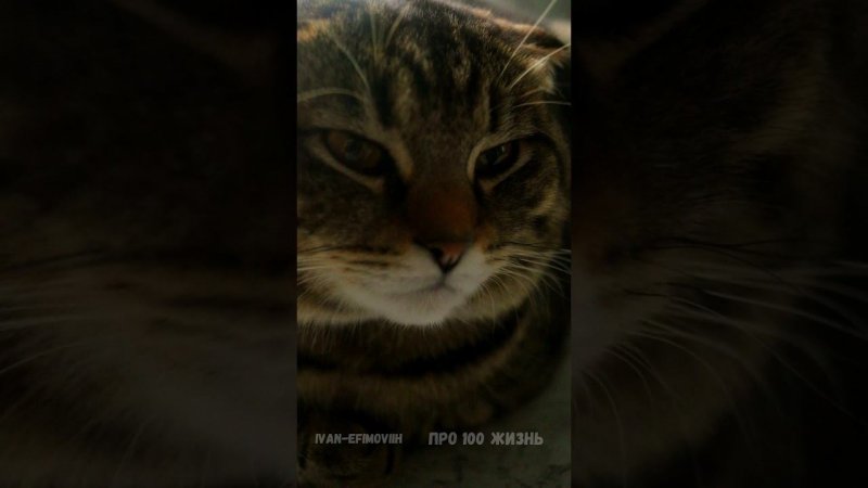 Про 100 Ася с яйцами.