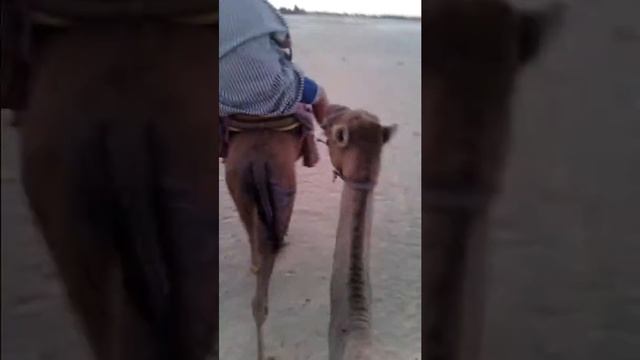 Поездка в Сахару, отпуск Тунис, сентябрь 2016 смотреть онлайн