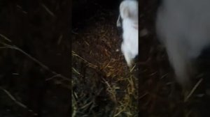 Телка кашляет, что делать?