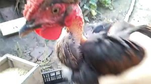 Смешной петух