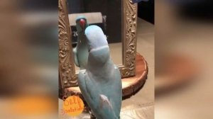 ГОВОРЯЩИЕ ПОПУГАИ КОТОРЫЕ ВЗОРВАЛИ ИНТЕРНЕТ