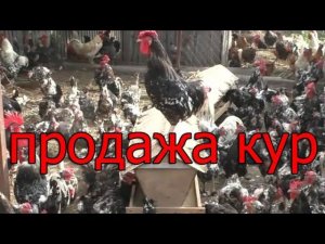 Продажа птицы кур несушек