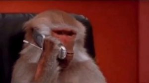 обезьяна разговаривает по телефону  угу 1