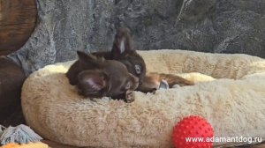 Длинношёрстный мальчик чихуахуа шоколадного окраса. 
#чихуахуа #щенкичихуахуа #питомникчихуахуа