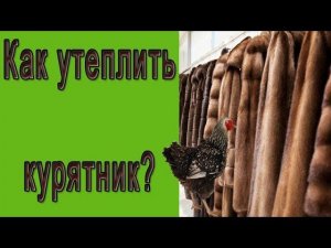 Как утеплить курятник на зиму дешево. Утепление птичника
