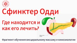 Сфинктер Одди. Где находится и как его лечить? Демонстрация висцерального массажа и кинезиологии.