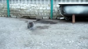 СМЕШНОЙ КОТИК ИГРАЕТ, РЕЗВИТСЯ И ПРЫГАЕТ II Fanny Cat