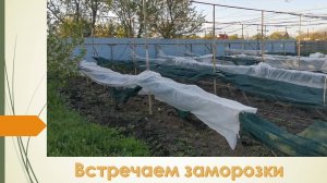 Готовимся к заморозками. 28 АПРЕЛЯ 2025