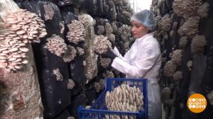 Домашняя грибница: что выросло, то выросло. Доброе утро. Фрагмент выпуска от 28.04.2025