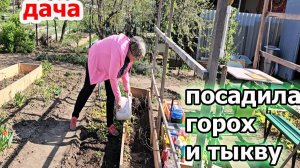 Дача.Посадила горох и тыкву.Все расцветает.Нужно уже копать огород.Апрель 2025