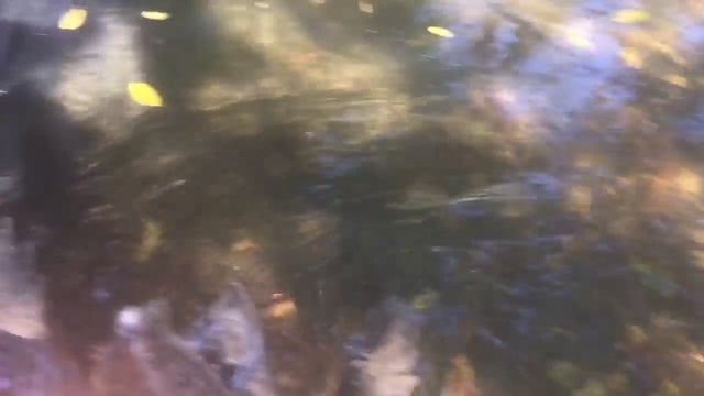 The Alligator Snapping Turtle смотреть онлайн