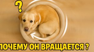 Почему ваша собака кружится перед тем, как лечь?