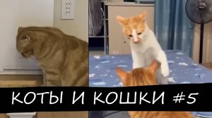КОТЫ И КОШКИ #5