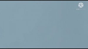 Николаевские голуби (после выставки)