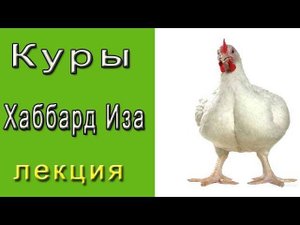 Кроссы кур бройлеров Хаббард Иза.  Лучшие кроссы бройлеров