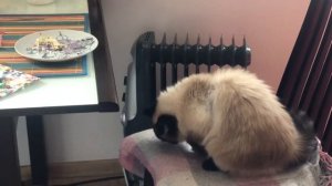 Кошка Люба - воровка! Кошки воруют еду со стола