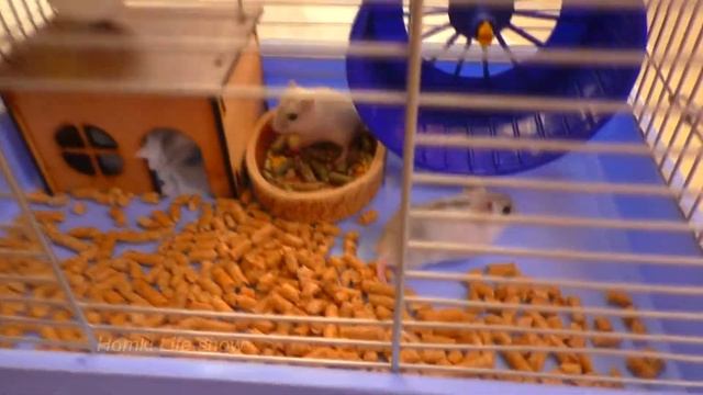 Знакомьтесь! Джунгарские Хомяки Нюся и Буся. Видео с Хомяками Hamster