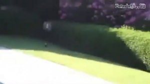 +100500   Супер Птица