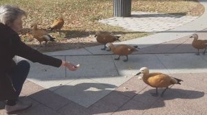 Белочка и утки - 1 (03.10.2023 г.)