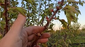 28-04-2025г. После заморозка -3 с ветром.