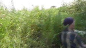 Обед под берёзкой на Рыжковском (Северном) пруду.  26. 07. 2017