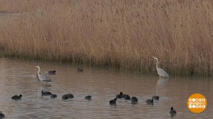 Сейчас вылетит птичка! Доброе утро. Фрагмент выпуска от 28.04.2025