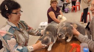 Британские котята на выставке "РосКош-25"