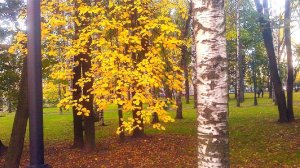 Заблудилась в парке осень золотая. Праздник каждый день
